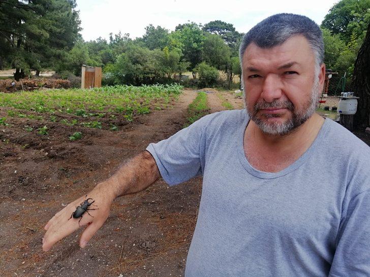 'Böceklerin kralı' Çanakkale’de görüldü G2