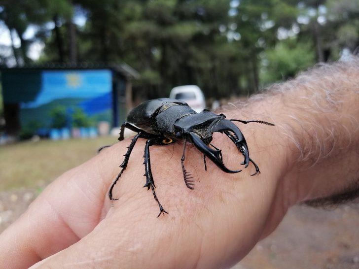 'Böceklerin kralı' Çanakkale’de görüldü G3