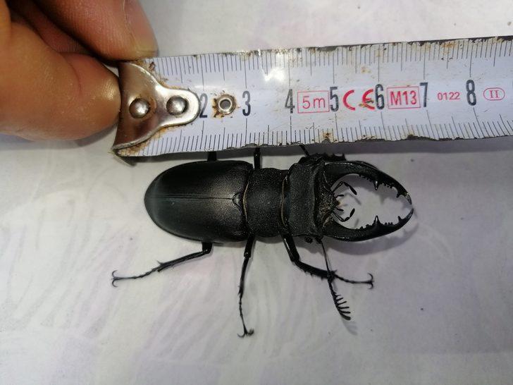 'Böceklerin kralı' Çanakkale’de görüldü G4