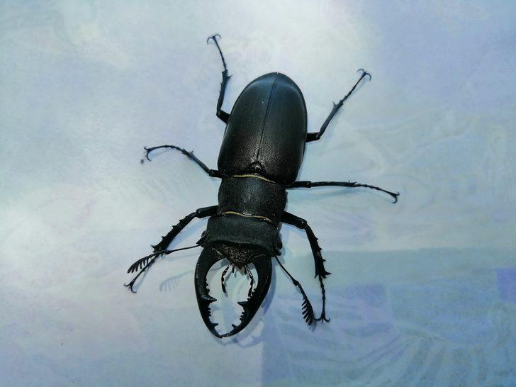 'Böceklerin kralı' Çanakkale’de görüldü G5