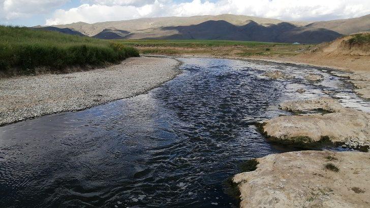 İnci kefalinin geleceği tehlikede G5