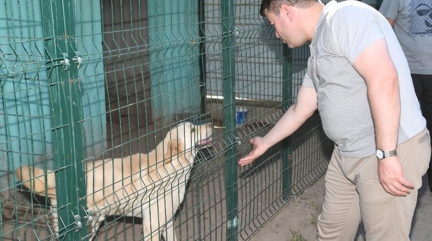 Başkan Dinçer: “Sahipsiz hayvanları koruyor, özenle bakıyoruz”