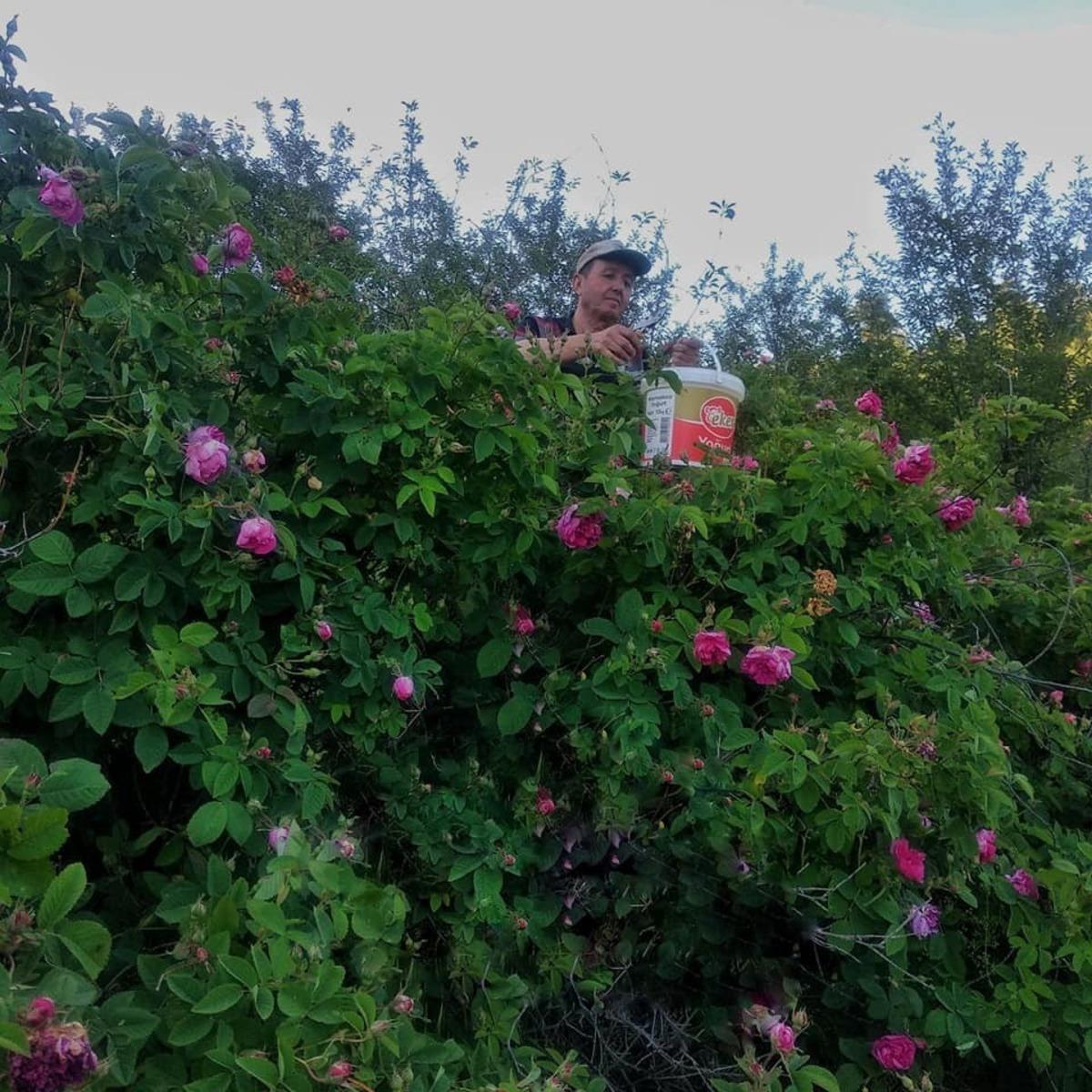 Şaphane&rsquo;de &rsquo;&rsquo;G&uuml;l re&ccedil;eli&rsquo;&rsquo; &uuml;retimi