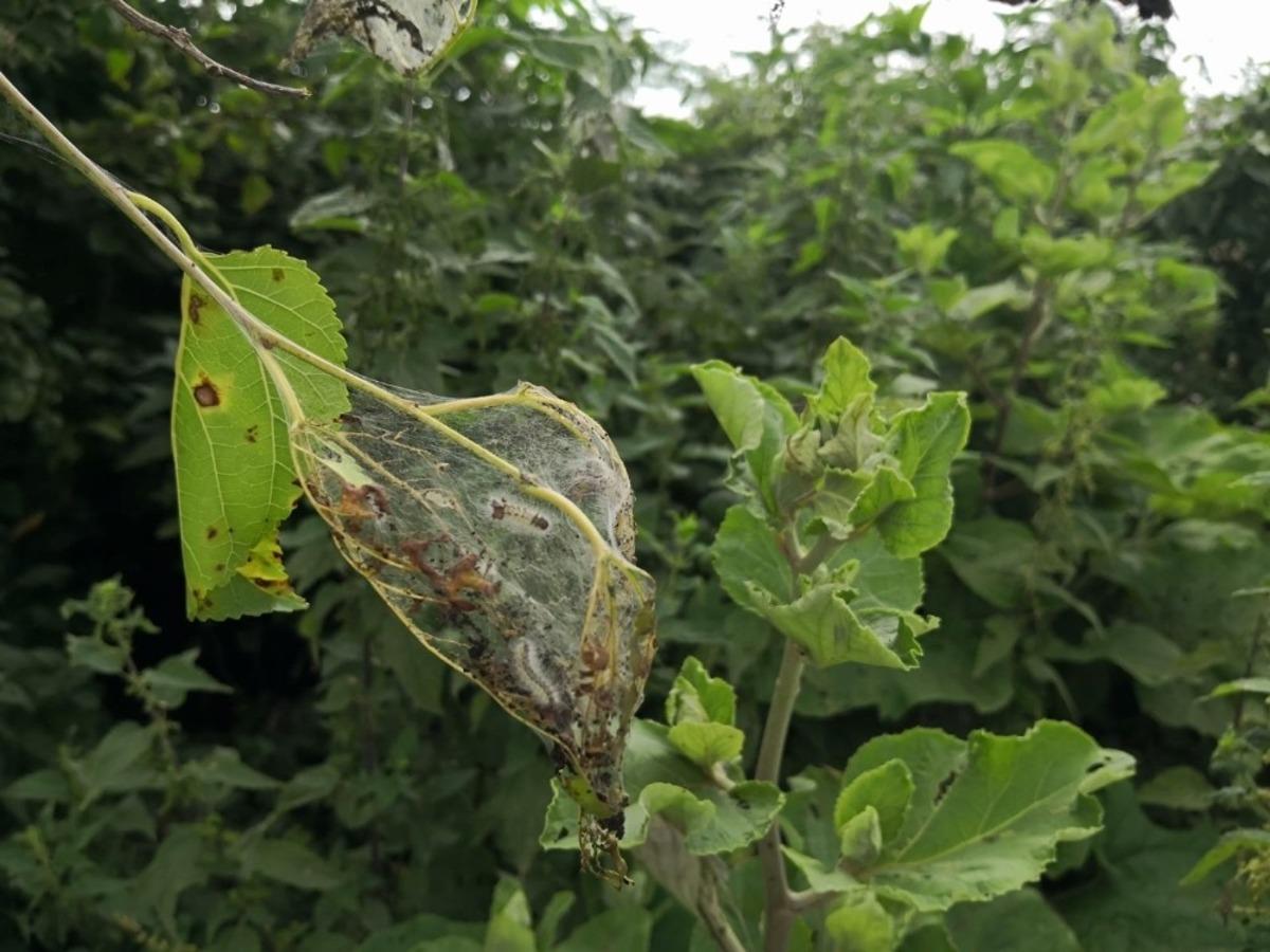 Amerikan Beyaz Kelebeği ile m&uuml;cadele uyarısı