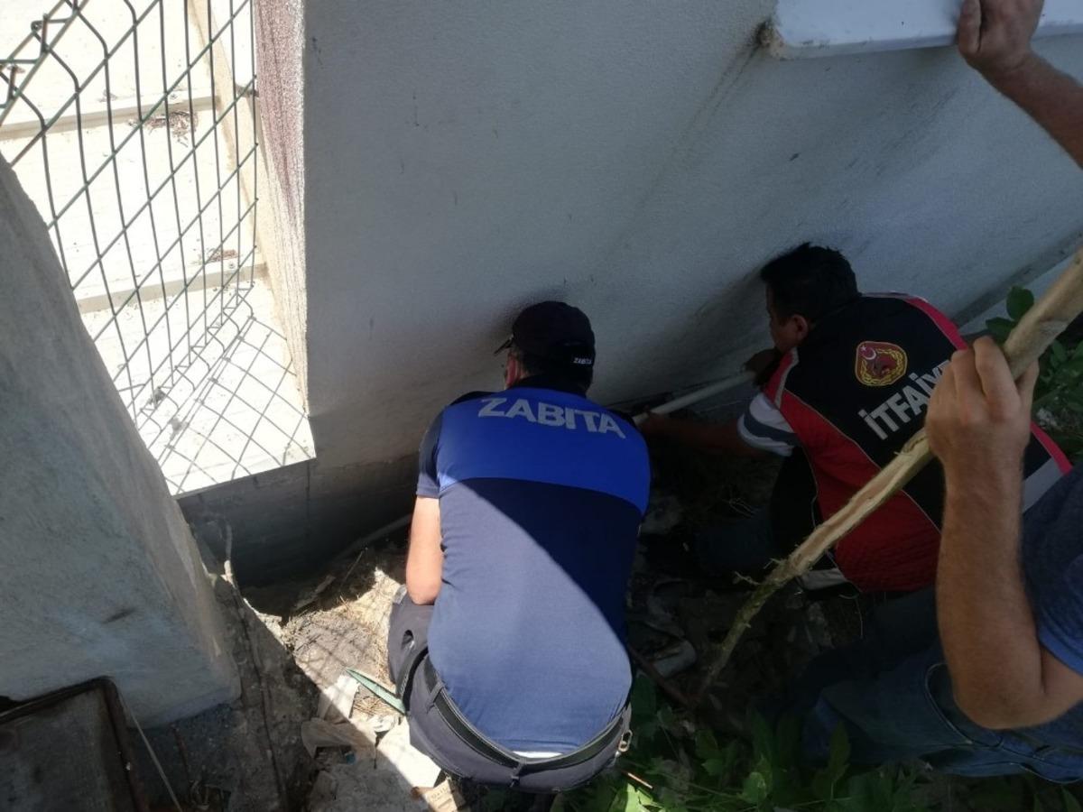 Bilecik&rsquo;te iki bina arasına sıkışan yavru k&ouml;pek kurtarıldı