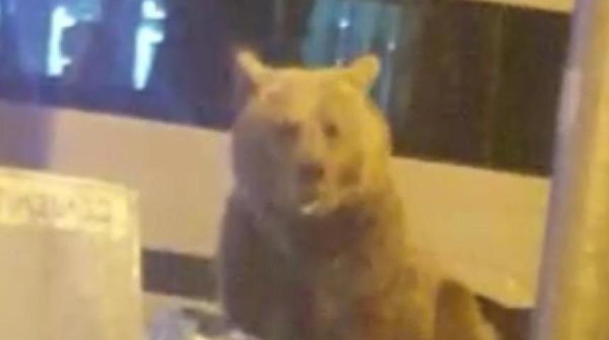 Yer: Uludağ! Oteller b&ouml;lgesine inen ayı b&ouml;yle g&ouml;r&uuml;nt&uuml;lendi