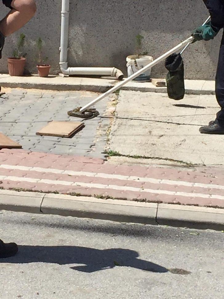 İtfaiyeciler yakaladıkları yılanı doğal ortamına bıraktı G2