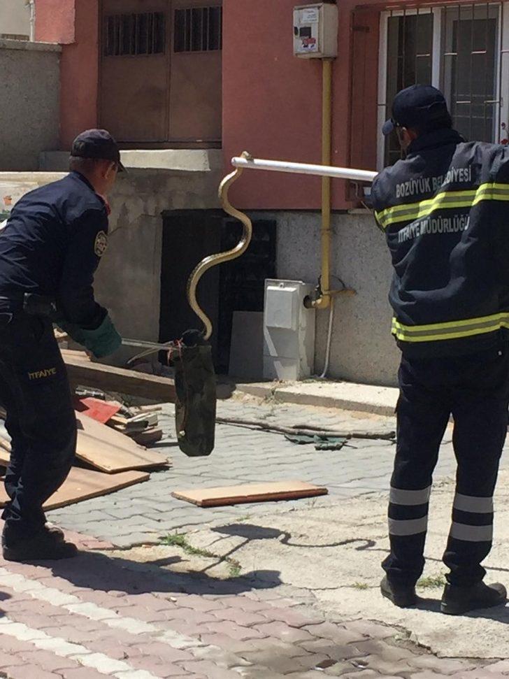 İtfaiyeciler yakaladıkları yılanı doğal ortamına bıraktı G3