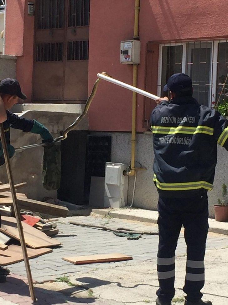 İtfaiyeciler yakaladıkları yılanı doğal ortamına bıraktı G4