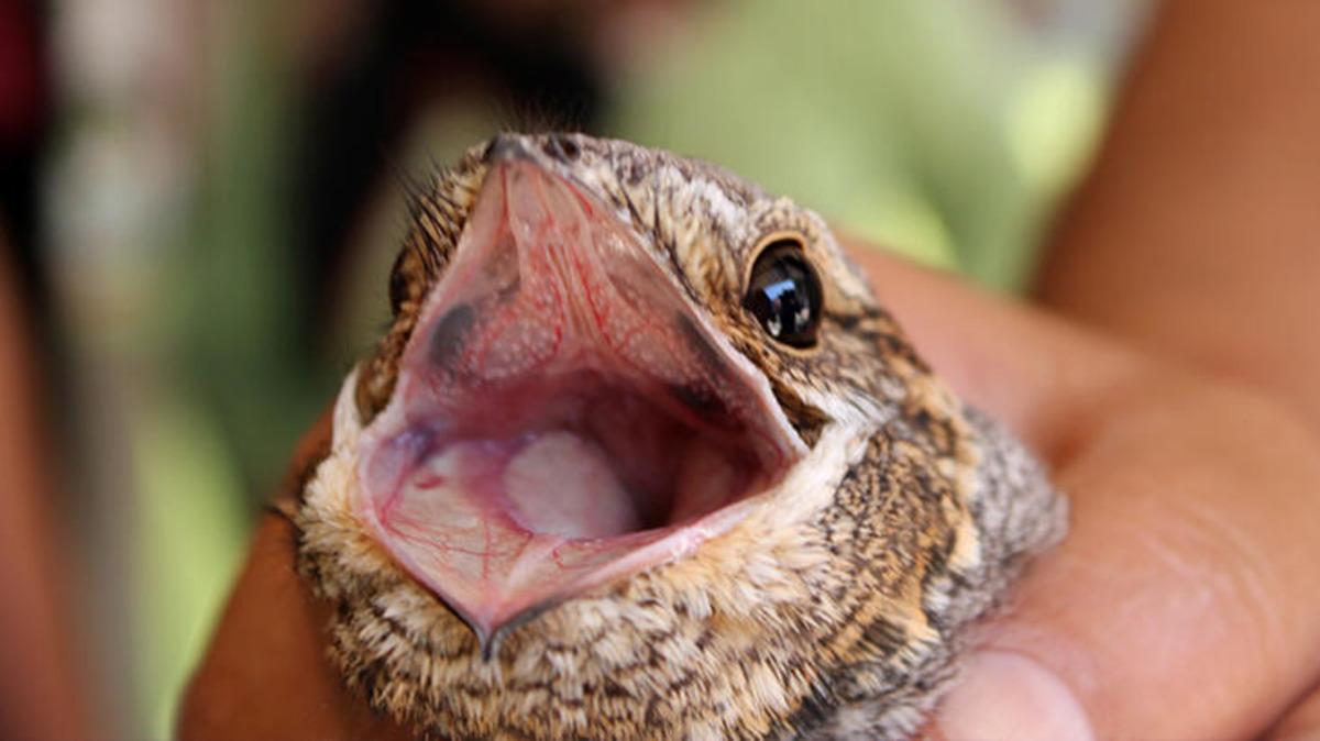 Mersin'de yaralı bulunan &ccedil;obanaldatan kuşu tedaviye alındı