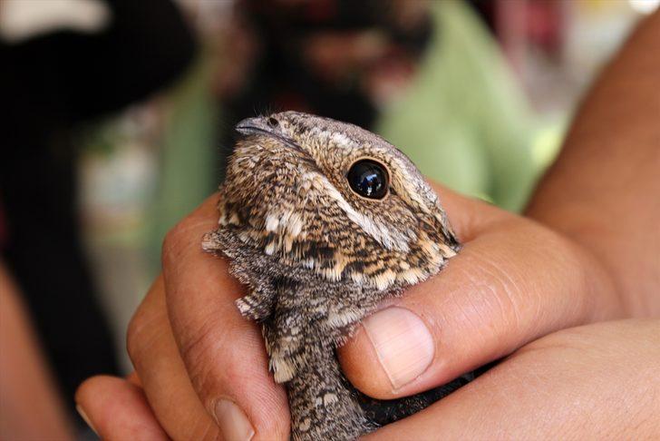 Mersin'de yaralı bulunan çobanaldatan kuşu tedaviye alındı G3
