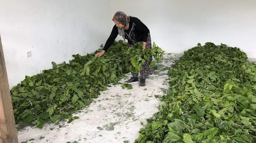Nallıhan&rsquo;da İpek B&ouml;ceği yetiştiriciliği ev ekonomisine katkıda bulunuyor