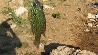 Gölette yakalanan balık şaşırttı