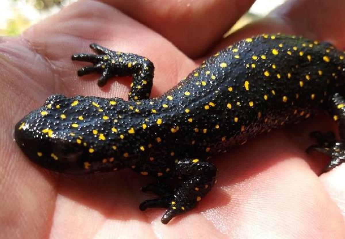 Tunceli'de, Anadolu semenderinin yaşadığı b&ouml;lgeler işaretlendi