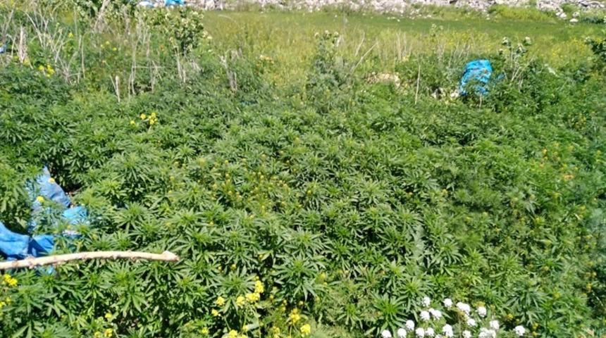 Kars&rsquo;ta kenevir ele ge&ccedil;irildi