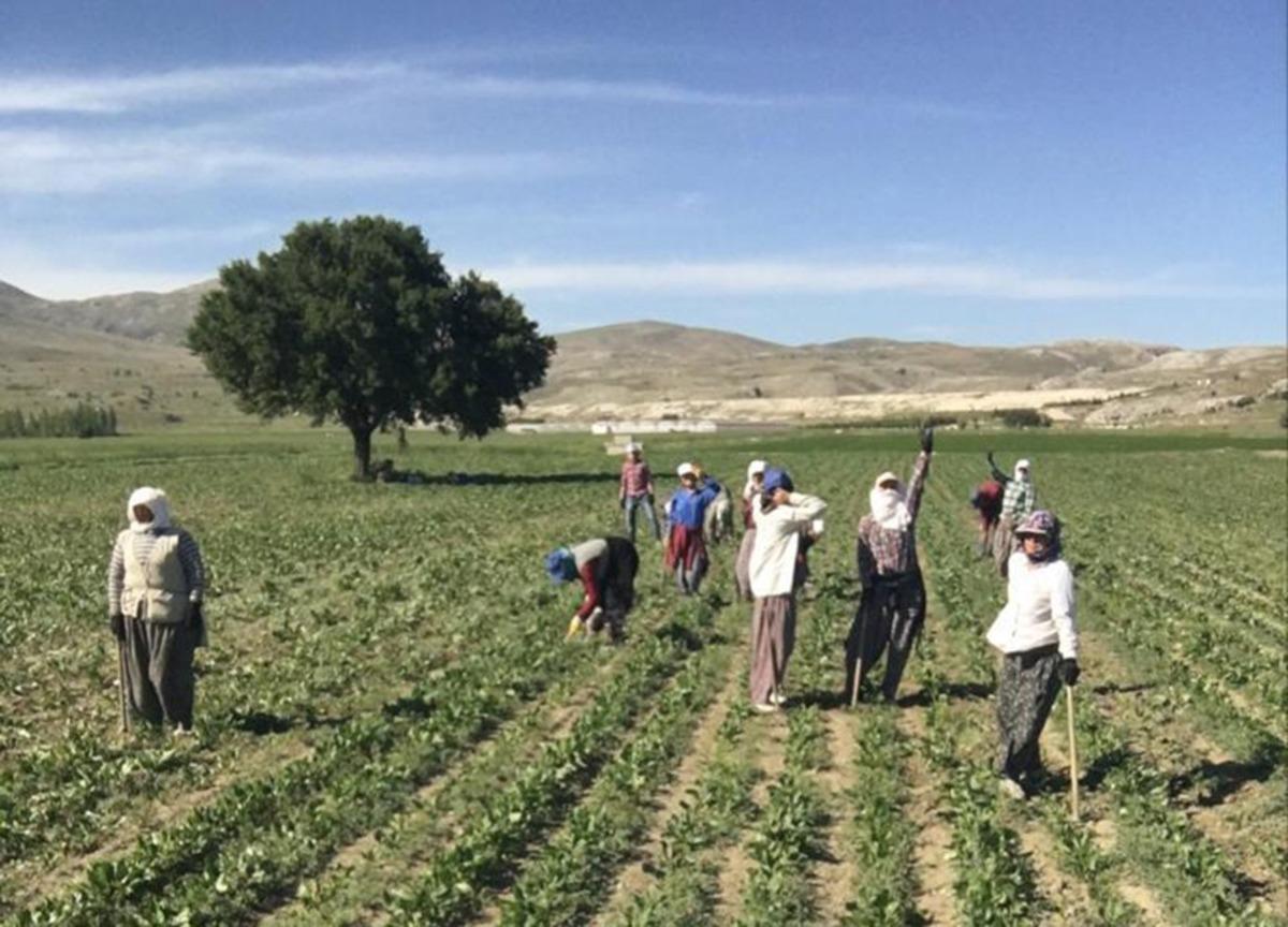Tarım iş&ccedil;ilerinin zorlu mesaisi 35 derece sıcaklıkta da devam ediyor