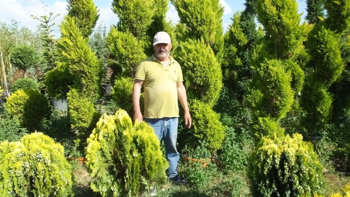 Burhaniye s&uuml;s bitkileri &uuml;retim merkezi oldu