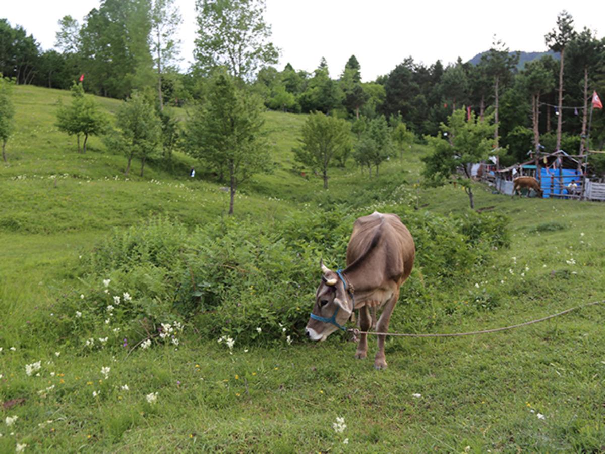 Y&uuml;ksek riskli b&ouml;lgeler arasında yer alıyor! Artvin'de kene vakaları artmaya başladı! 