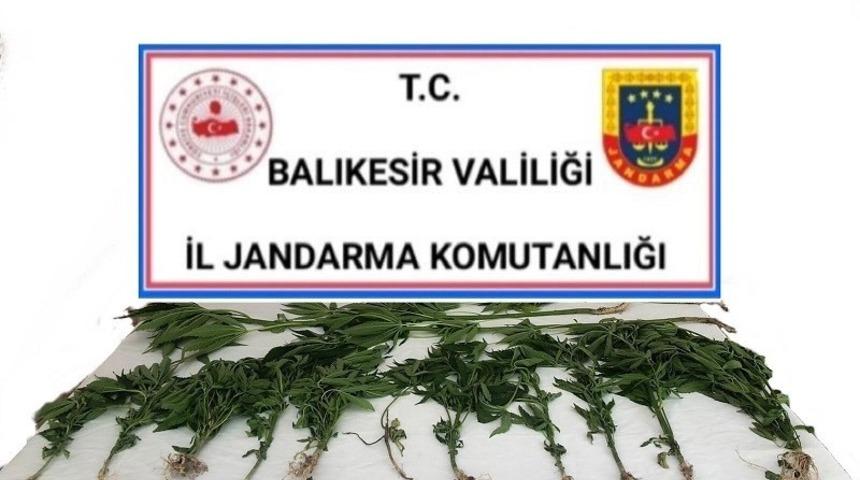 Altıeyl&uuml;l&rsquo;de jandarmadan kenevir operasyonu