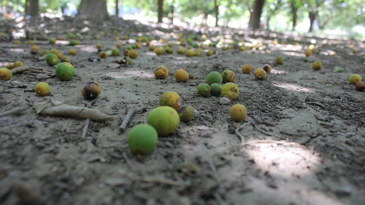 Boncuk portakallar sıcaklığın kurbanı oldu G1