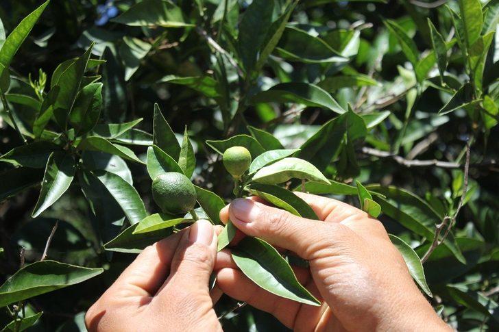 Boncuk portakallar sıcaklığın kurbanı oldu G2