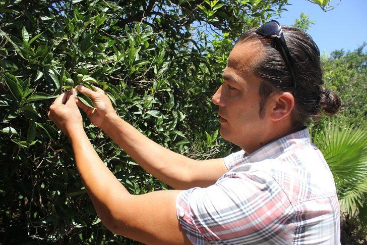 Boncuk portakallar sıcaklığın kurbanı oldu G3