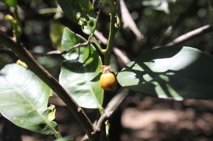 Boncuk portakallar sıcaklığın kurbanı oldu G4