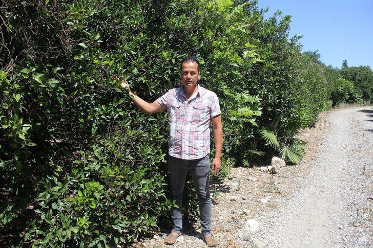 Boncuk portakallar sıcaklığın kurbanı oldu G5