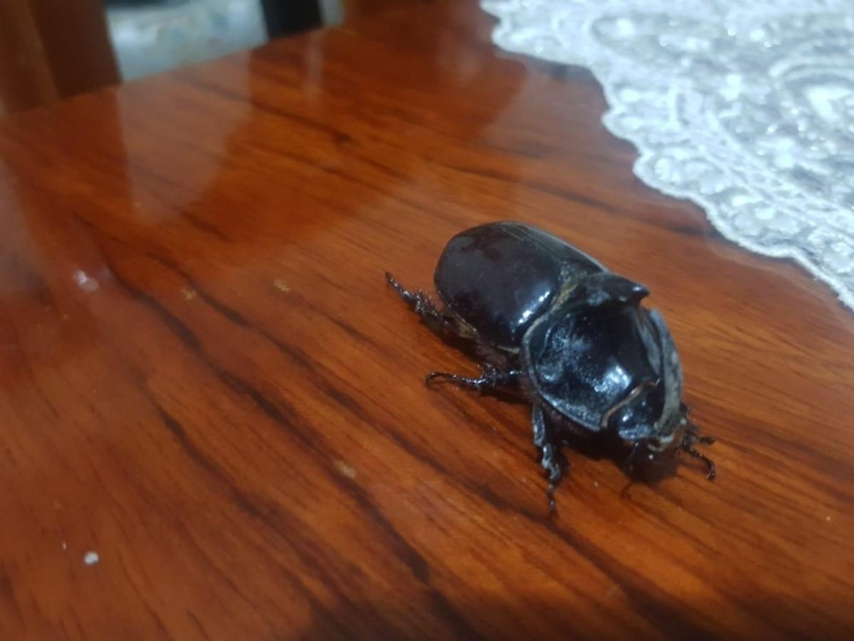 Evinin balkonunda buldu, g&ouml;z&uuml; gibi bakıyor!