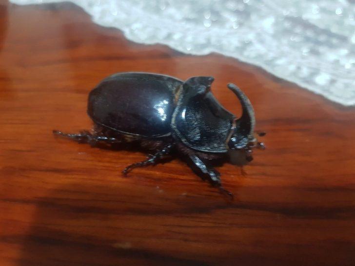 Evinin balkonunda buldu, gözü gibi bakıyor! G1