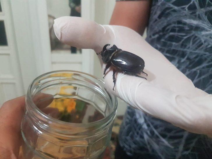 Evinin balkonunda buldu, gözü gibi bakıyor! G3