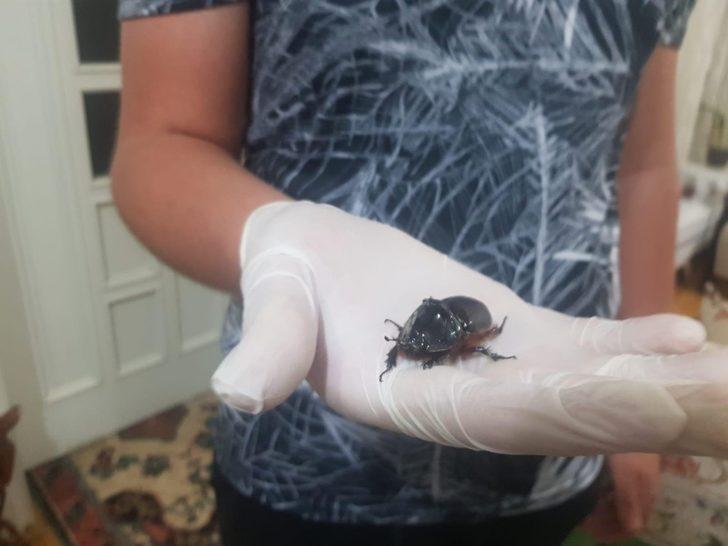 Evinin balkonunda buldu, gözü gibi bakıyor! G5