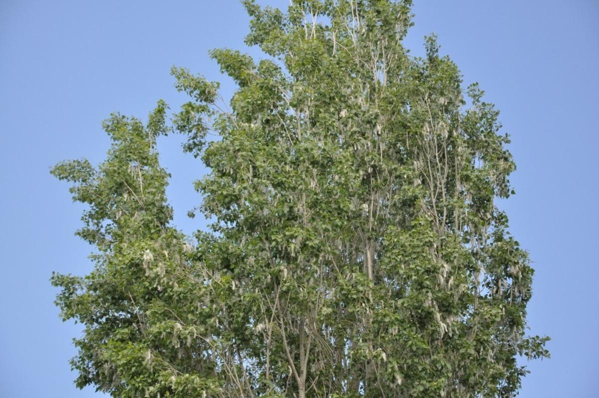 Kars&rsquo;ta pandemi s&uuml;recinde polenli ağa&ccedil;lar vatandaşları rahatsız ediyor