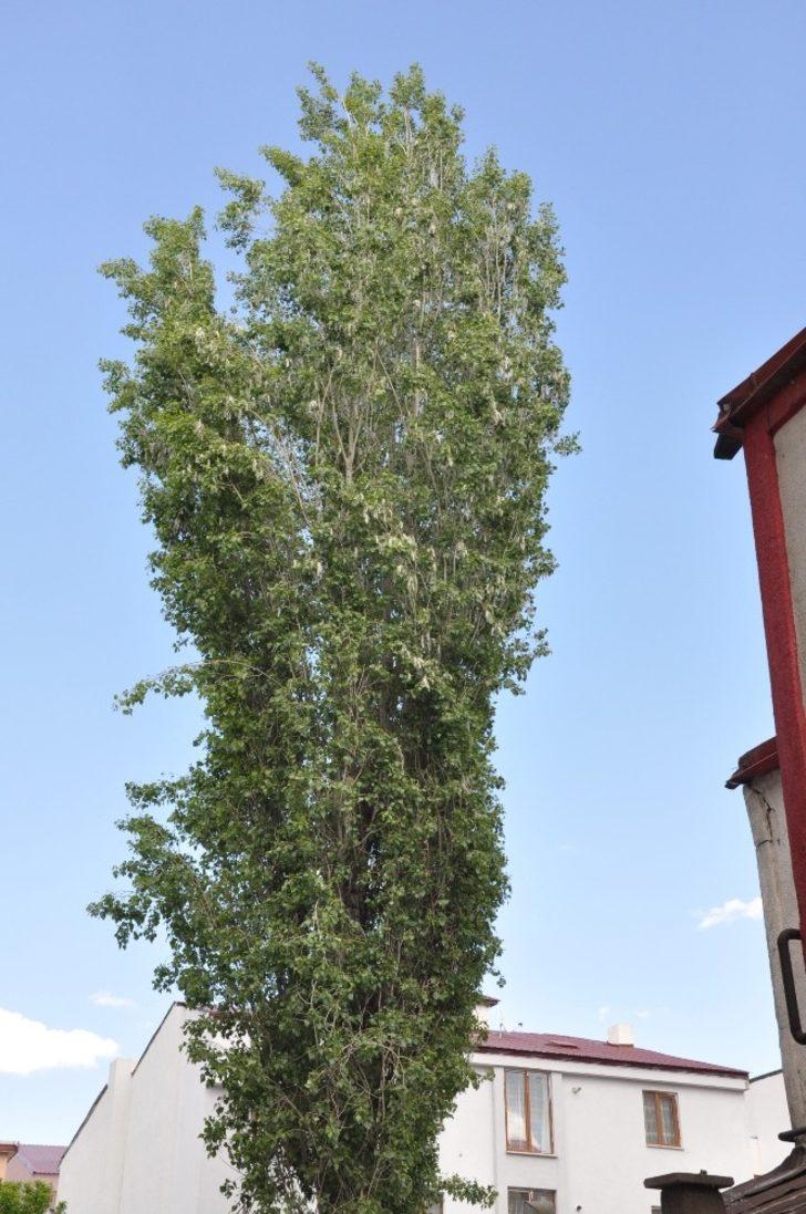 Kars’ta pandemi sürecinde polenli ağaçlar vatandaşları rahatsız ediyor G3