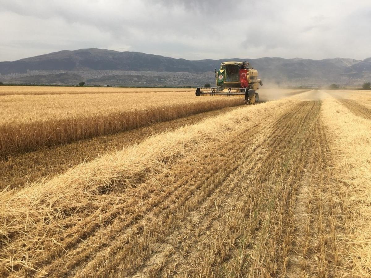 Kahramanmaraş&rsquo;ta buğday hasadına başlandı