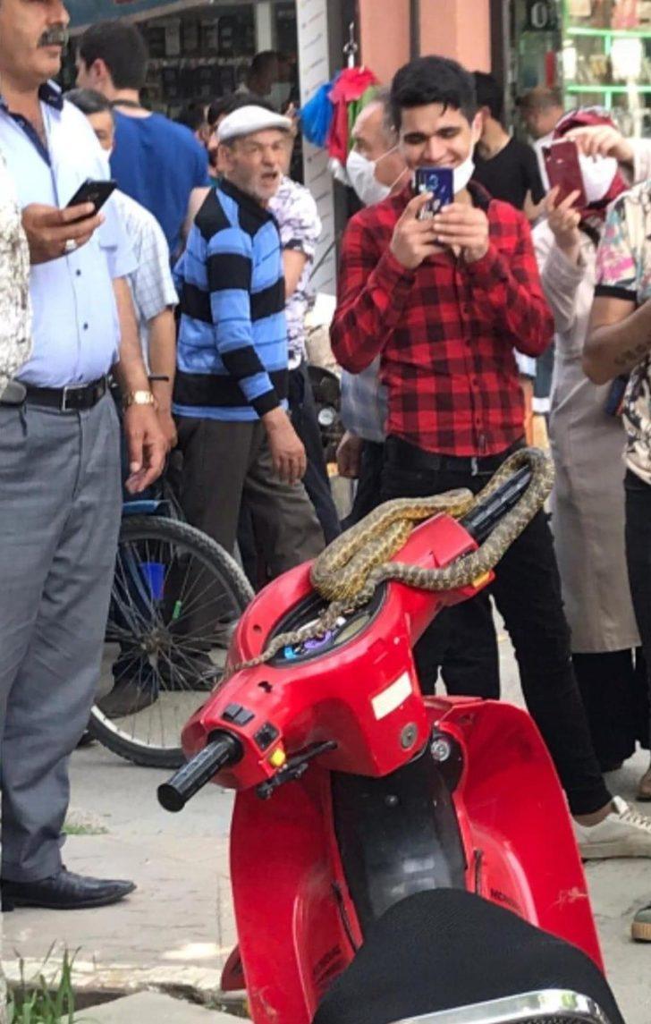 Şaşkınlık veren olay! Motosiklet üzerindeki yılanı omzuna alıp poz verdi G2
