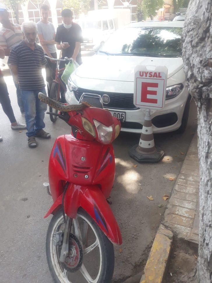 Şaşkınlık veren olay! Motosiklet üzerindeki yılanı omzuna alıp poz verdi G4