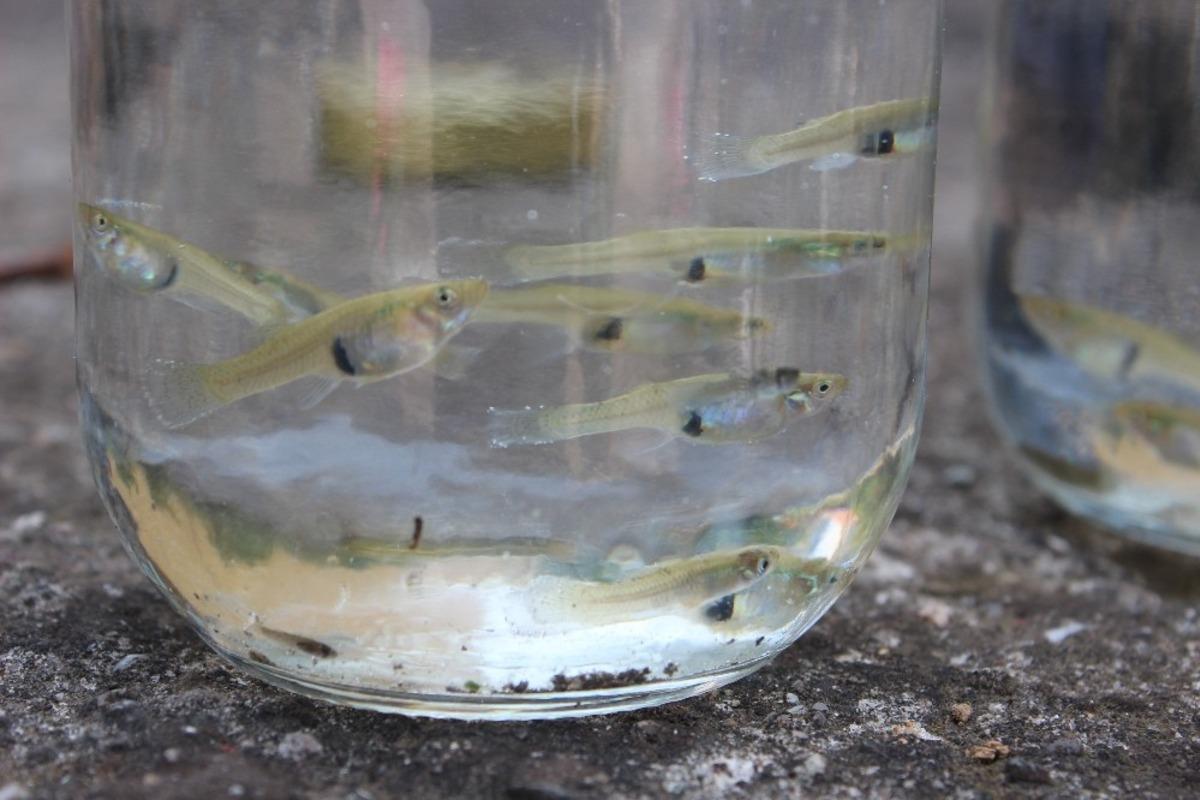 Sivrisineğe karşı gambusyalı ve ila&ccedil;lı m&uuml;cadele