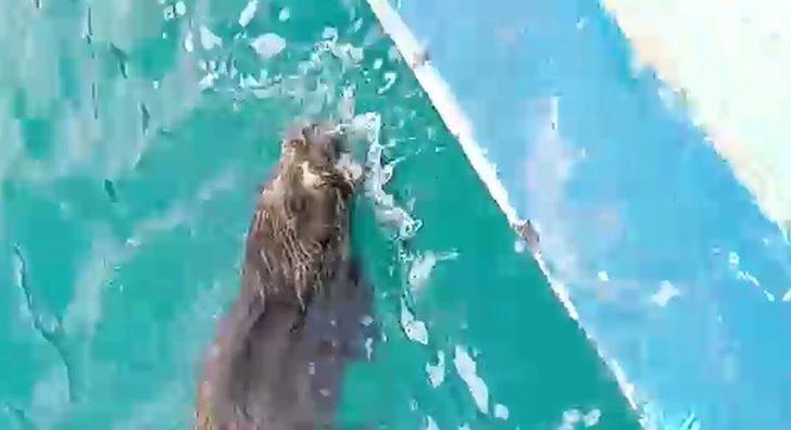 Denizdeki domuzu tekne dalgasıyla karaya çıkarttı G1