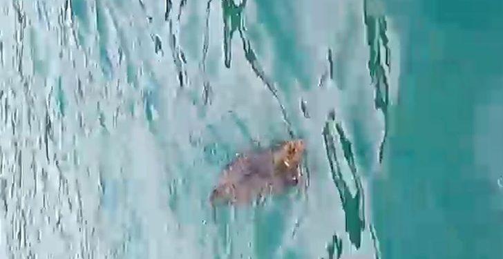 Denizdeki domuzu tekne dalgasıyla karaya çıkarttı G2