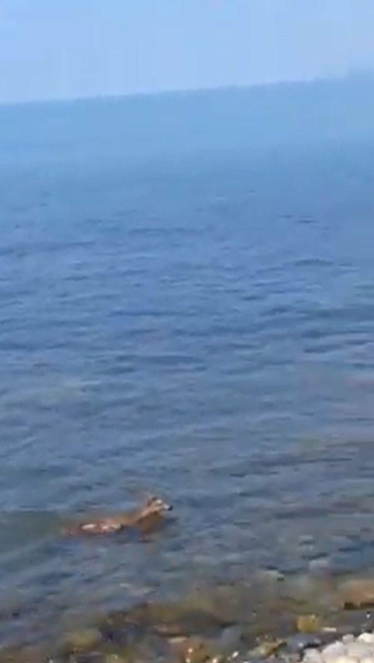 Denizdeki domuzu tekne dalgasıyla karaya çıkarttı G3