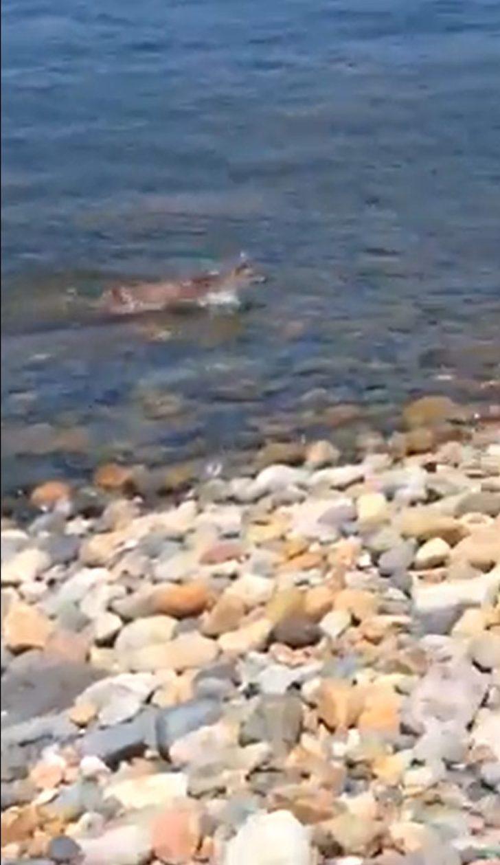 Denizdeki domuzu tekne dalgasıyla karaya çıkarttı G4