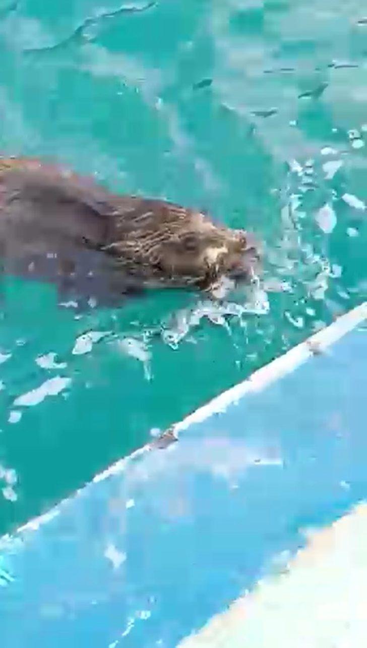 Denizdeki domuzu tekne dalgasıyla karaya çıkarttı G5