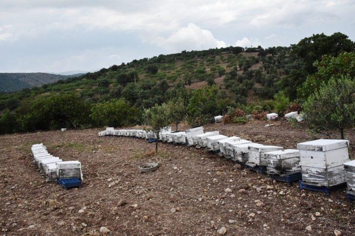 Yunusemre’de arıcılık gelişiyor G3