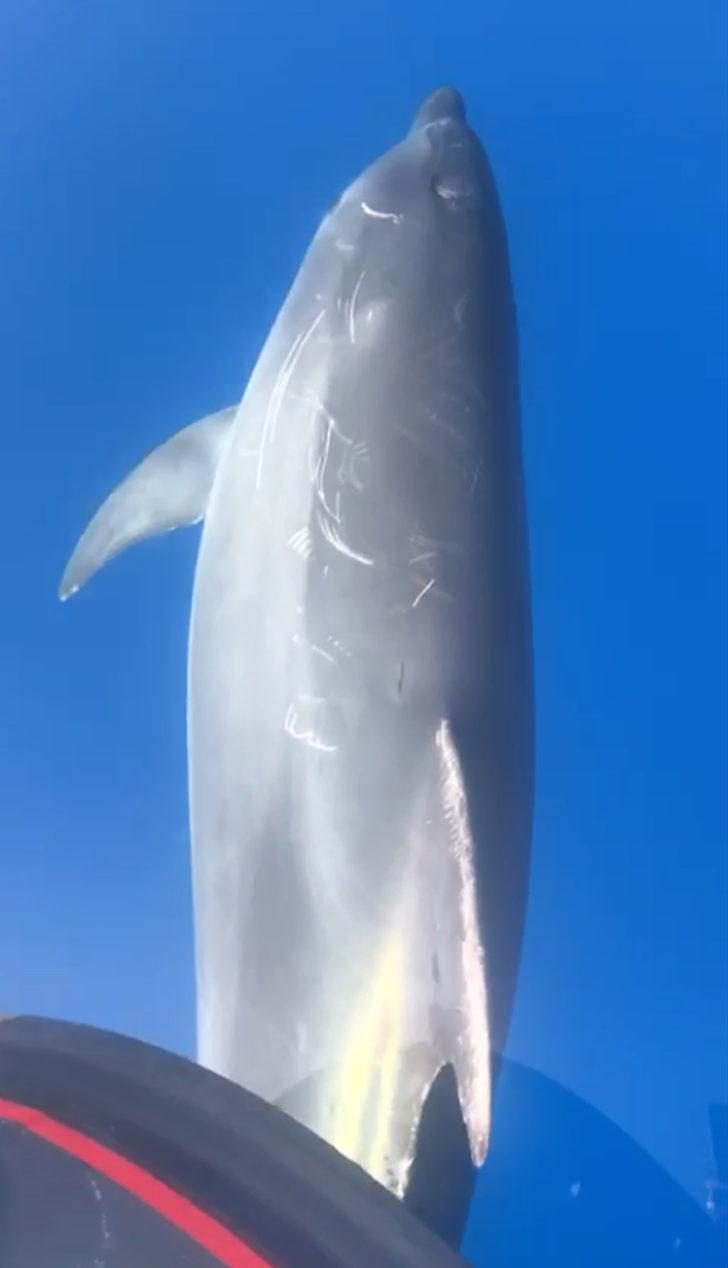 Amatör balıkçılara yunus sürprizi! Adeta şov sergilediler G1