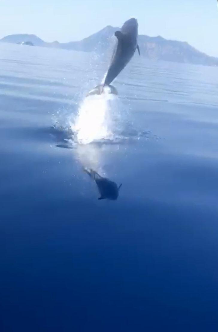 Amatör balıkçılara yunus sürprizi! Adeta şov sergilediler G2