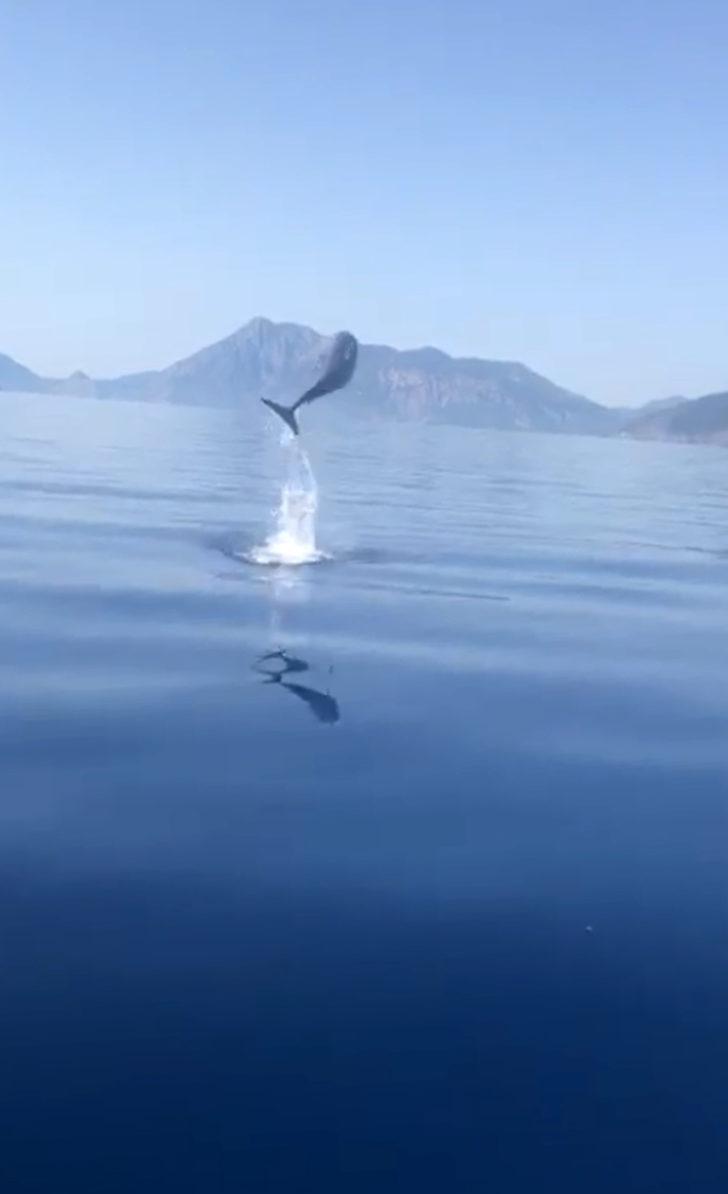 Amatör balıkçılara yunus sürprizi! Adeta şov sergilediler G3