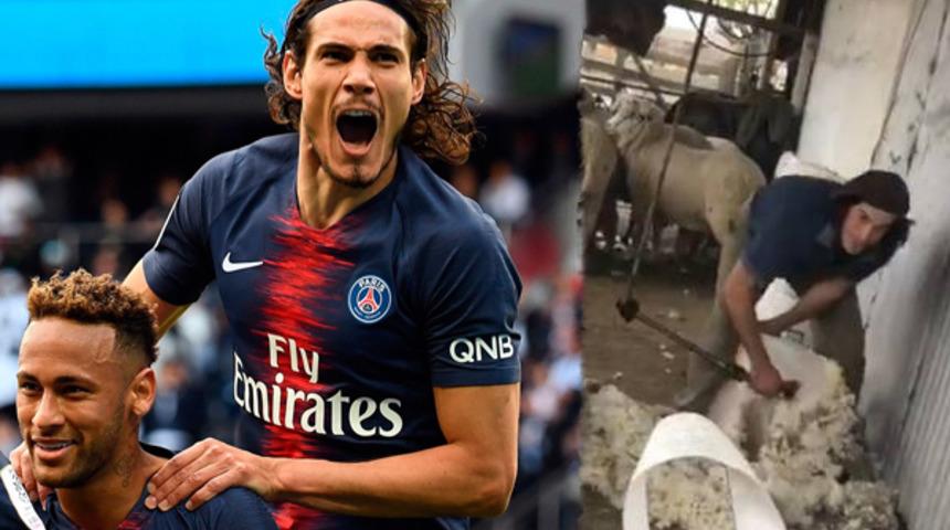 Urugaylı yıldız Edinson Cavani, koyun kırktı