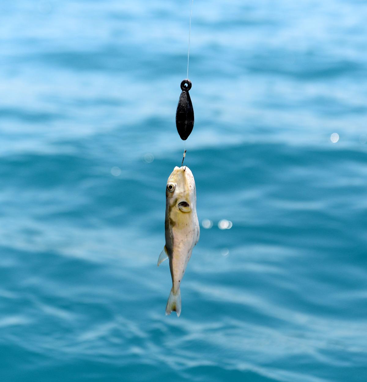 Tatil i&ccedil;in Ege ve Akdeniz'i se&ccedil;enler dikkat! Balon balıkları tatilcileri korkutuyor