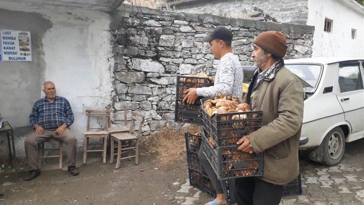 Kaz Dağları'nın 'altın mantarı' köylünün gelir kapısı oldu G2